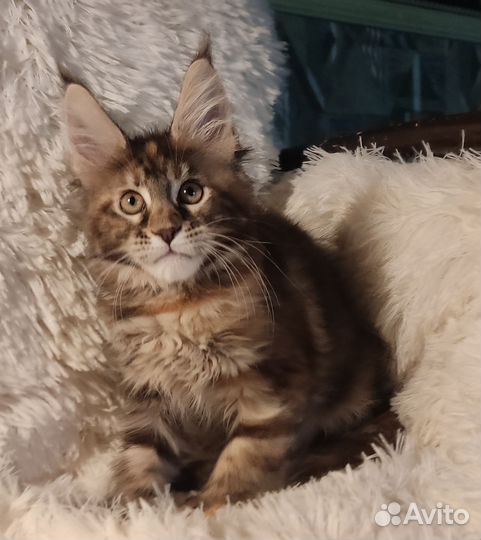 Котята мейн-кун девочки полидакты