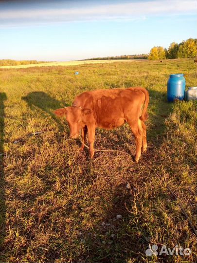 Бычки и телята