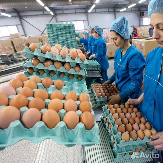 Упаковщик яиц вахта жилье Тульская область