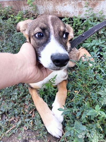 Щенок 4мес, в добрые руки во двор
