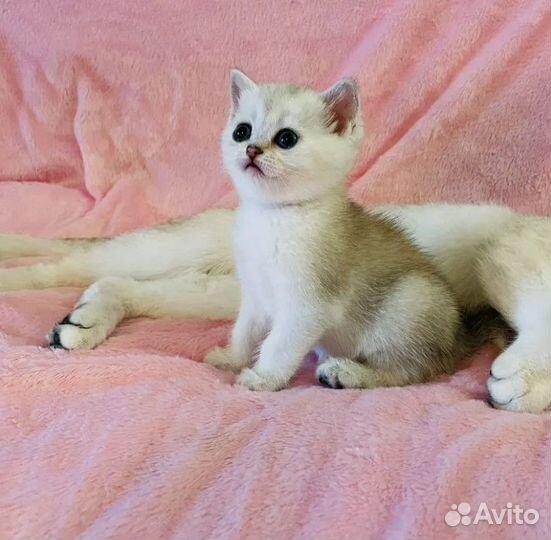 Британская серебристая шиншилла