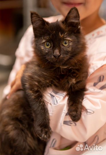 Котенок в добрые руки бесплатно