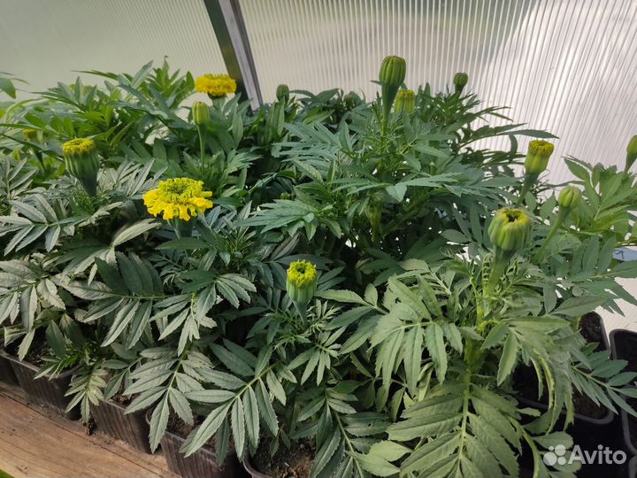 Саженцы Бархатцы зкс низкорослые