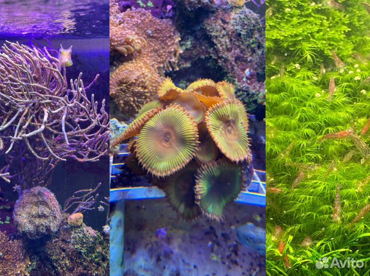 Актиния,Горгонария,палитоя Грандис, креветки Вишня