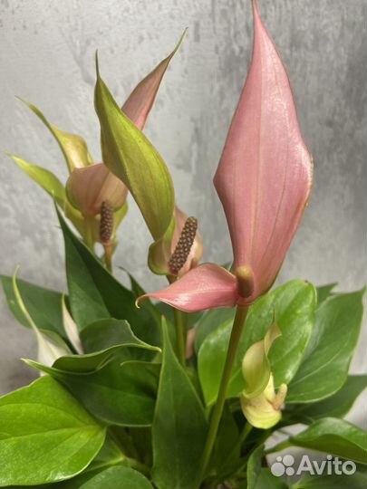 Антуриум цветущий лилли