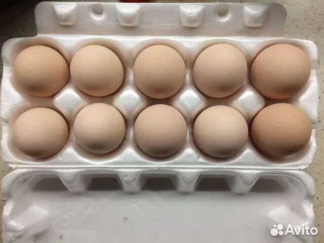 Инкубационное яйцо марана, австралорпа, виандота