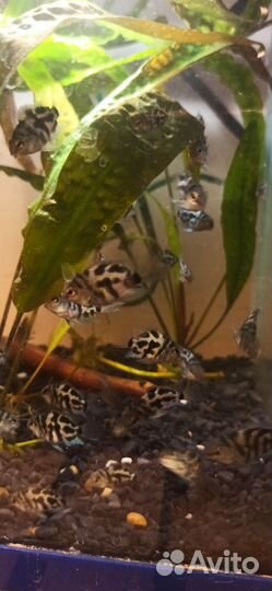 Рыба попугай сапфировый