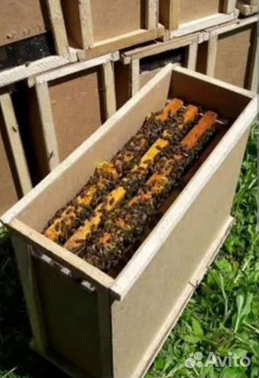 Пчёлы Пчелопакеты карпатка