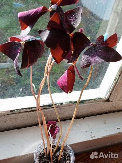 Кислица оксалис