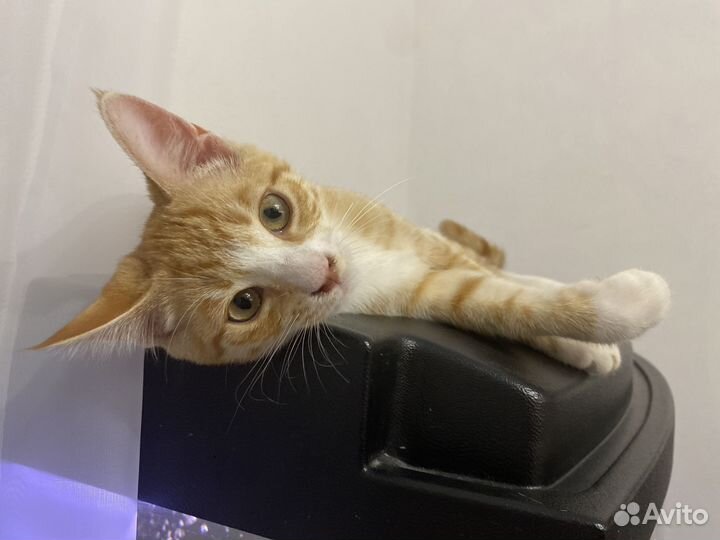 Золотинка ищет дом