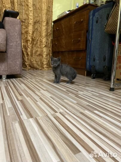 Котенок девочка