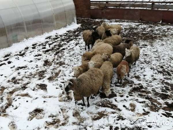 Бараны овцы ягнята