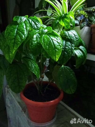 Клеродендрум томпсона