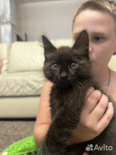 Отдам в добрые руки