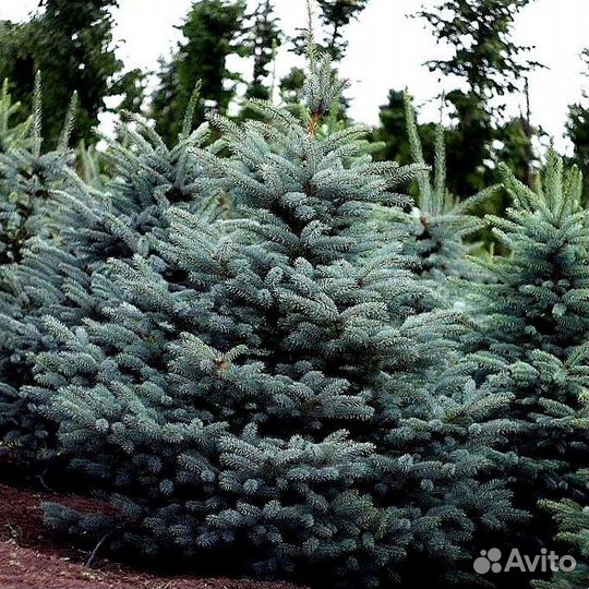 Голубая ель с доставкой