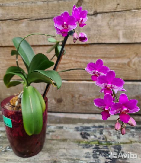 Орхидея фаленопсис