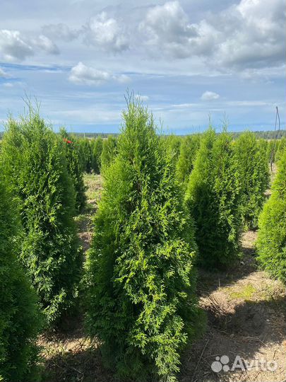 Туя Смарагд из питомника