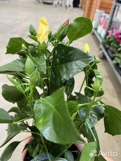 Гибискус китайская роза