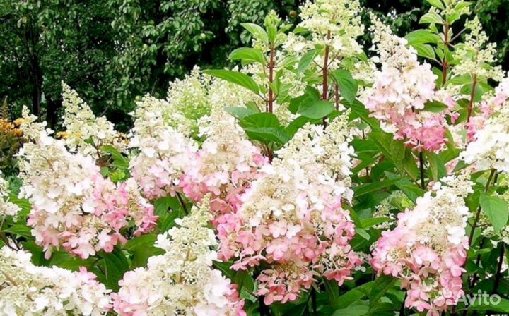 Гортензия Канделайт
