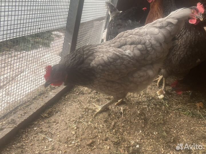 Куры доминант, куры родониты, петух
