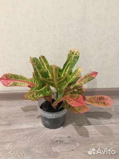 Продам цветок Кротон