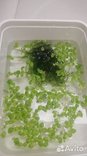 Мох, аквариумные растения, креветки, гуппи