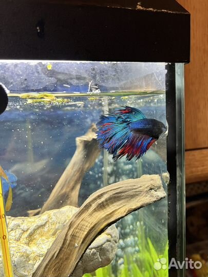 Рыбы Петушки и Курочки