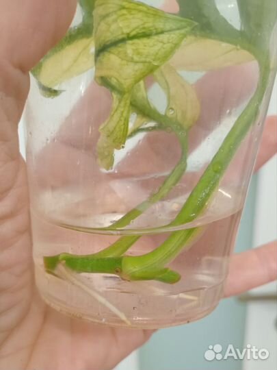 Монстера Адансона белая