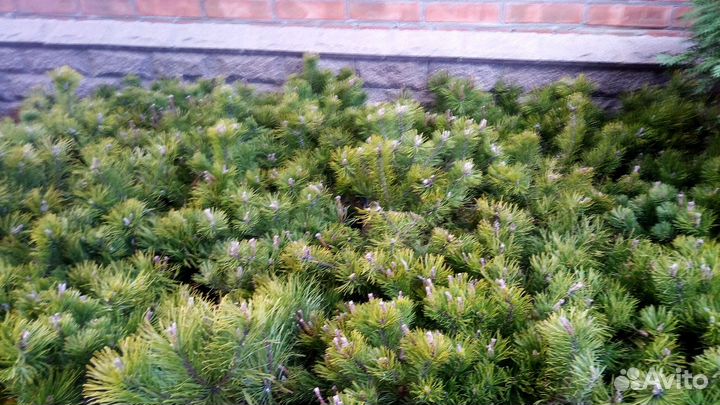 Сосна горная