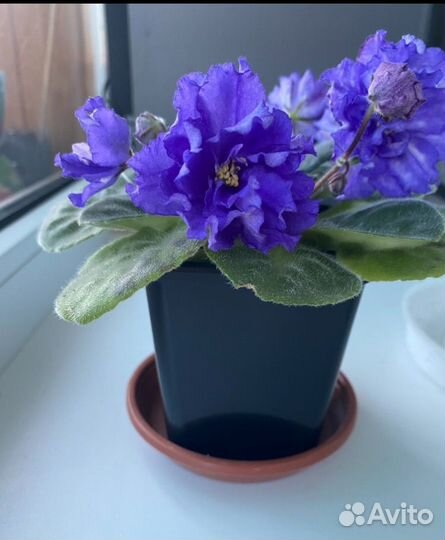 Сортовые фиалки