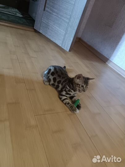 Бенгальская кошка