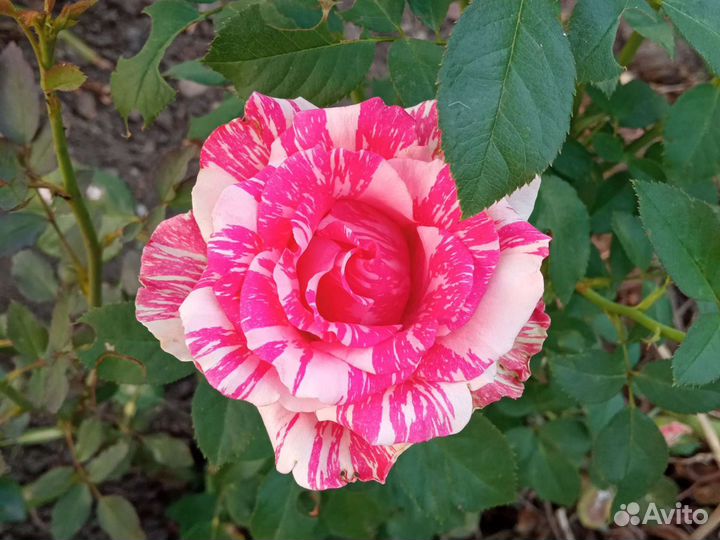 Розы, Букеты, Чебуки