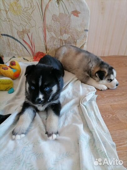 Собаки щенки