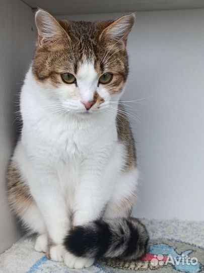 Котик в добрые ручки