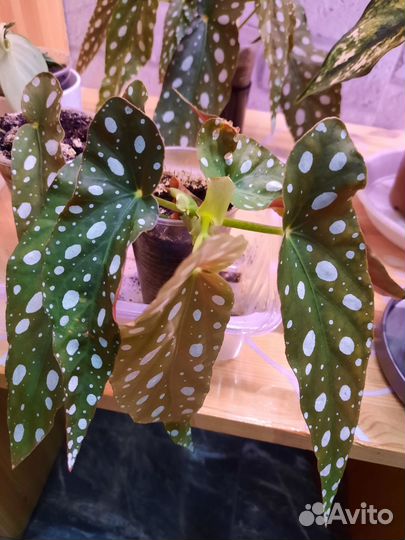 Бегония Макулата, альтернатера