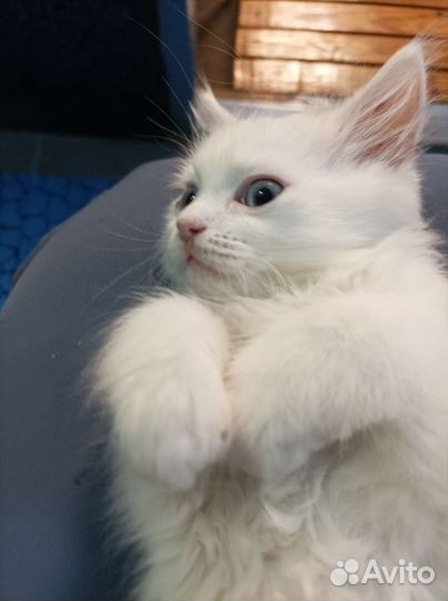 Котята турецкой ангоры