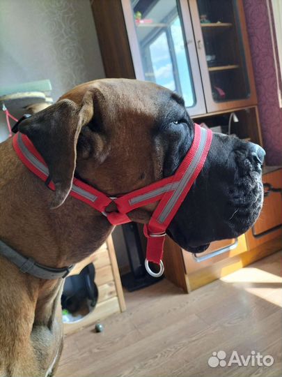 Недоуздок халти