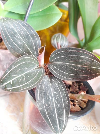 Орхидея Лудизия, детки