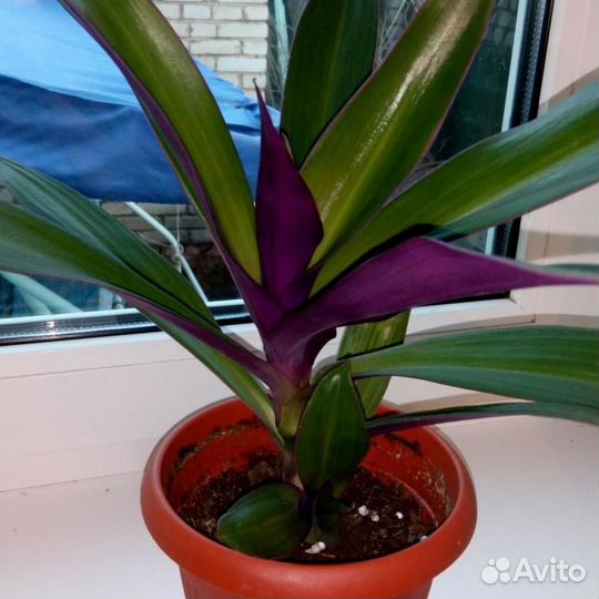 Роэ- ладья Моисея и Узамбарская махр. фиалка