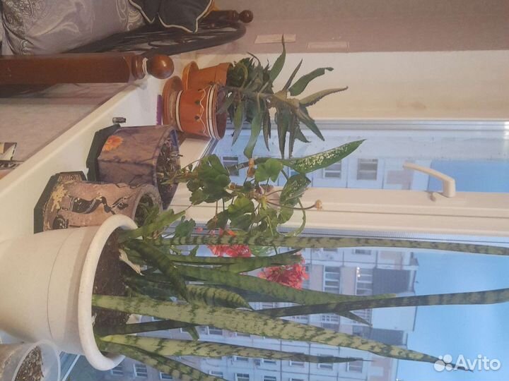 Цветы-растения