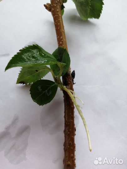 Форзиция - первый цветущий кустарник