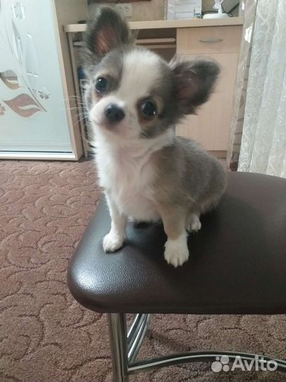 Вязка кобель чихуахуа