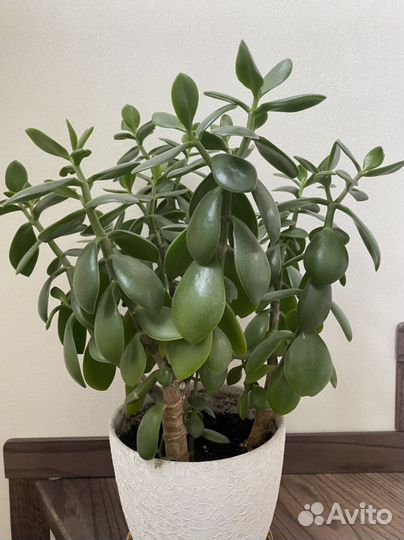 Толстянка, денежное дерево 3 штуки 36-38см