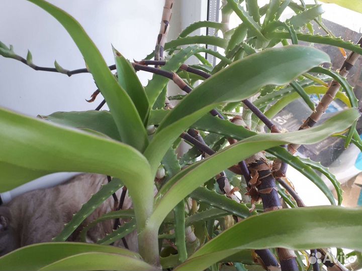 Отдам Золотой Ус, алоэ, каланхоэ, кактус