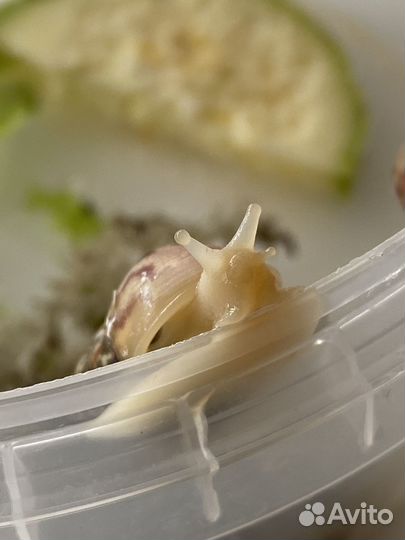 Улитка ахатина, фулика альбино бади