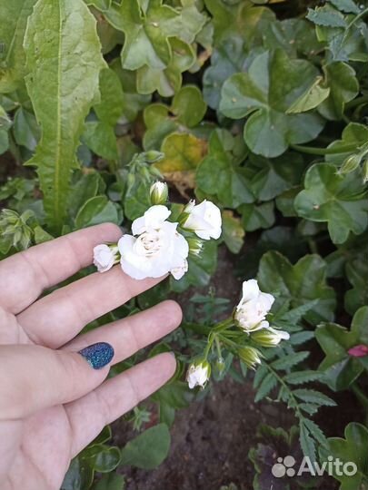 Пеларгония герань