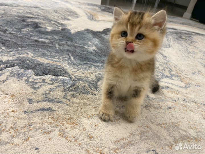 Котята золотая шиншилла