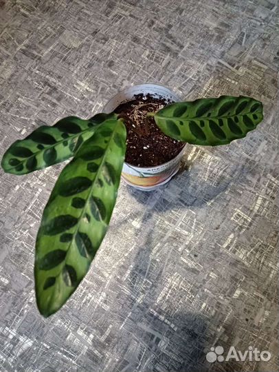 Лансифолия,Церопегия, Фикус бенджамина