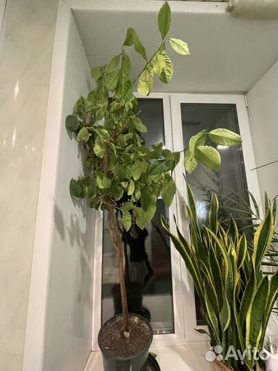 Цветы : пальма, лимон, тещин язык