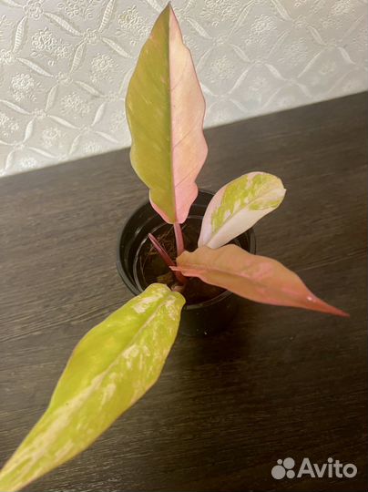 Филодендрон Карамель Марбл вариег